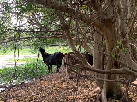 Reses descansando a la sombra de árboles de gran diámetro