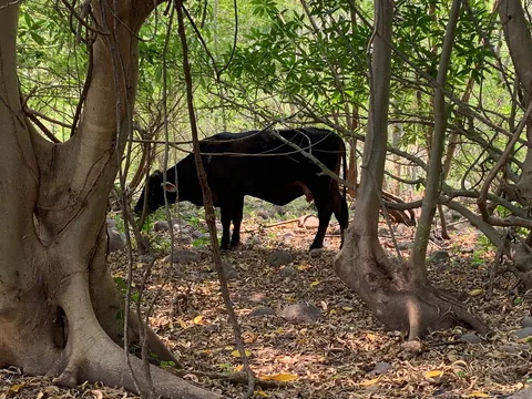 Res pastando junto a un árbol de tronco muy ancho