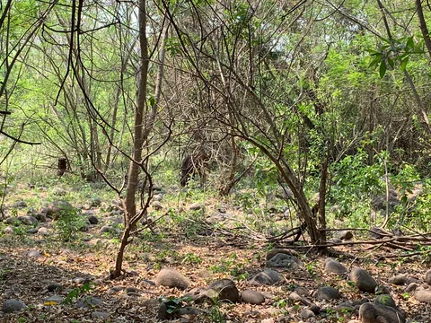 Terreno con piedras sueltas y matorral en temporada seca