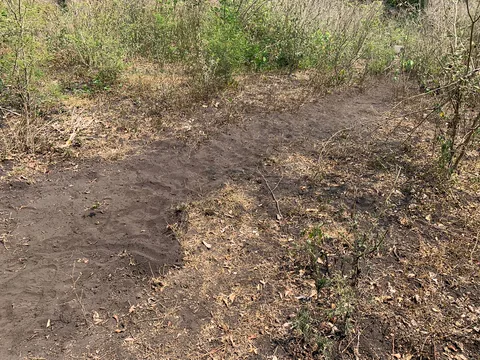 Suelo de tierra con rodadas entre la vegetación