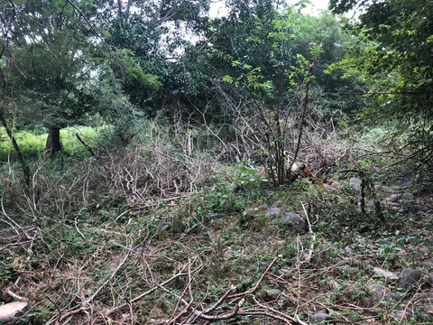 Matorral seco y vegetación densa dentro del predio